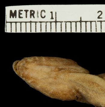 Media type: image;   Herpetology R-46515